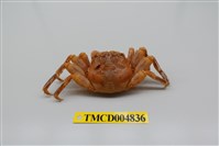 藏品(鱗形斜紋蟹)的圖片